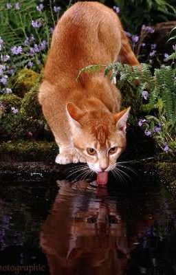 Drawing Warrior cats