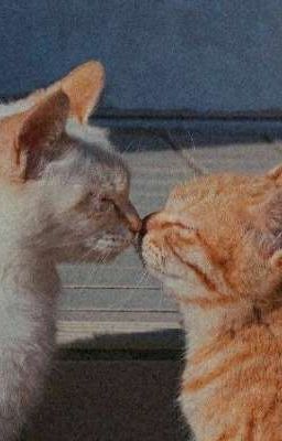 [DROP | ATSH] thầm