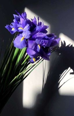 drop | guria | mộng diên vỹ