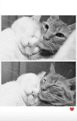 [drop]saabirose×liu grace;chỉ cần có tôi và em