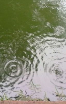 Dùng cả đời để yêu