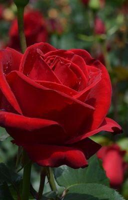 Đúng vậy! Tôi là nữ phù thủy xinh đẹp nhất trần đời