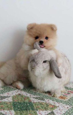 duru - thỏ và cún