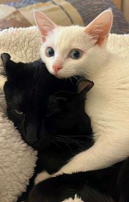 Duy Ngọc × Khôi Vũ || Alter Duft