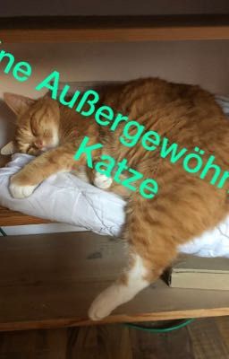 Eine Außergewöhnliche Katze 