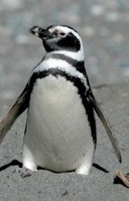 Fakedeft (Oneshot) Busan kí