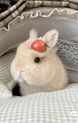 fakedeft - thầm mến