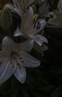 [Fakenut] vợ bản.