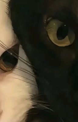 | fakenut | xem mắt