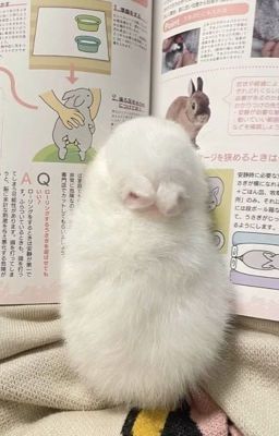 |fakerdeft| nuôi thỏ  ૮ . . ྀིა⁩ 
