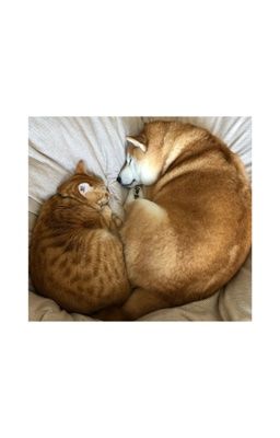 [fanfic] (hoàng/huy) nhà là gì?