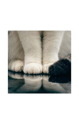 [fanfic] (hoàng/huy) vào mùa