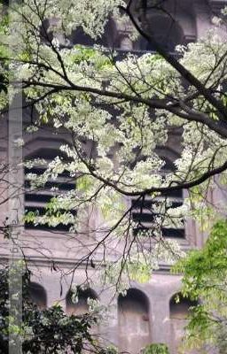 [ FaYing ] Cây Nhà Lá Vườn