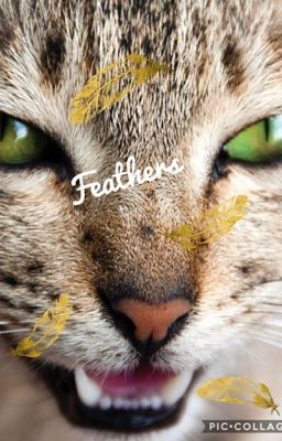 Feathers// Admin Sign-up