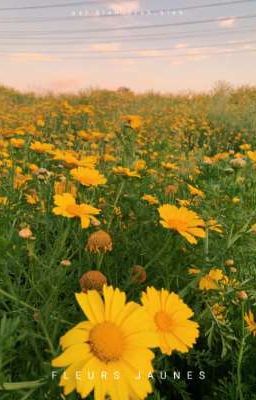 Fleurs Jaunes