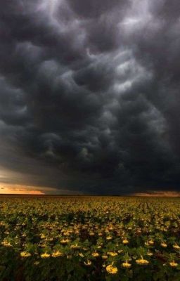 Flowers in the storm