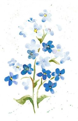 Forget-me-not