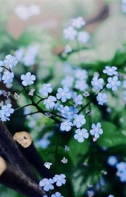 Forget me not