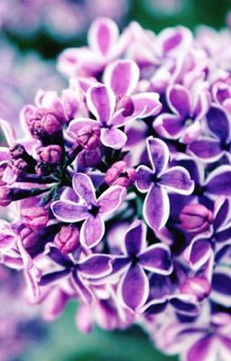 Frosted Lilac 