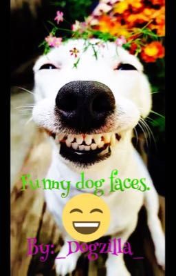 Funny dog faces [WARNING FUNNY]