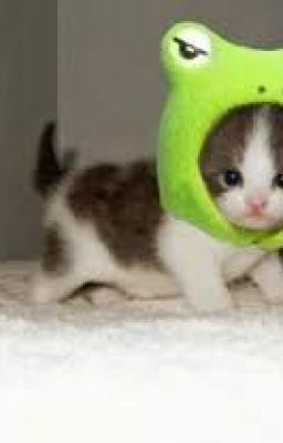 Funny pets