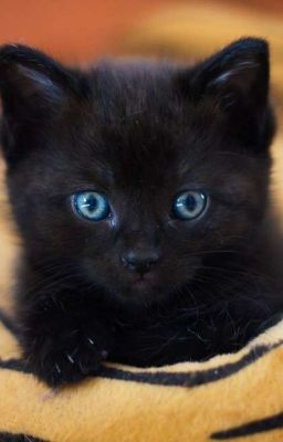 Gatito negro...