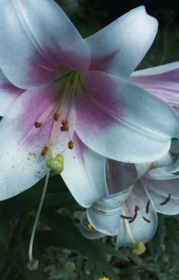 •gemfourth• tình địch