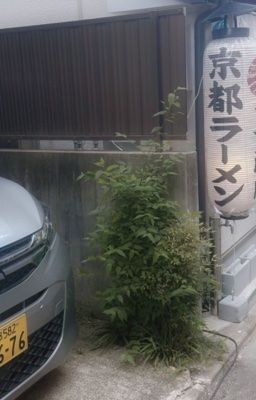 gfz × có một cây liễu to