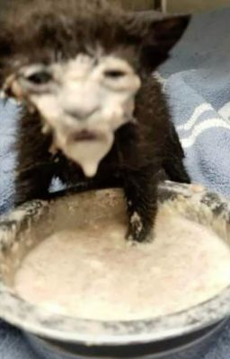 Giả lập làm Jotaro