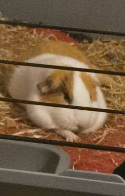 Guinea Pig~