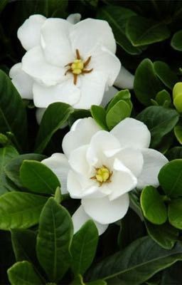 Guria | Hoa Chi Tử