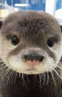 Guria| Nhớ về thăm tớ