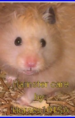 Hamster Care