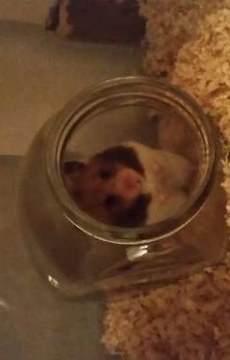 Hamster Fails