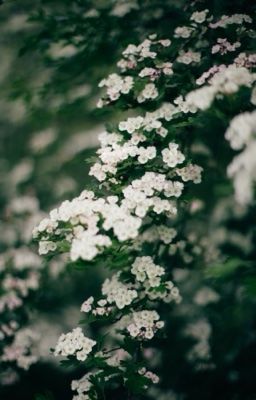 Harry Potter | Gỗ Táo Gai