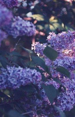 [ Harry Potter Oneshot - HarDra] Hẹn một mai.