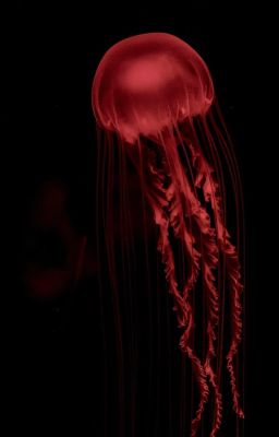 heejake | hãy cho con chịu đau khổ thay em