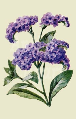 Heliotrope