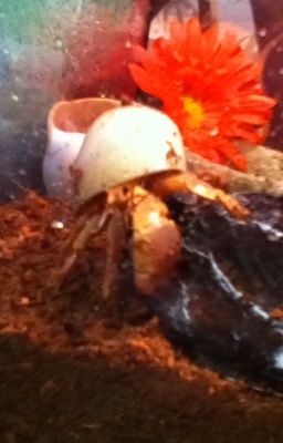 Hermit Crab care!