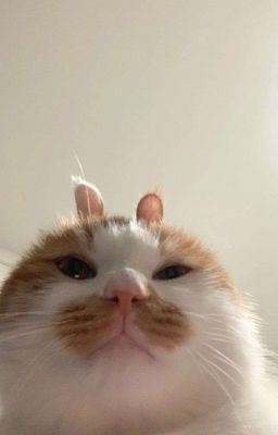 hieugav • liên hôn