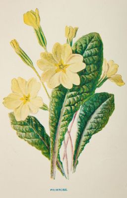 Hoa anh thảo