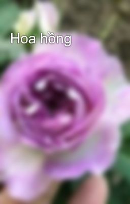 Hoa hồng