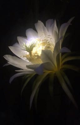 Hoa Nở Trong Đêm