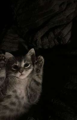 Hoàn Hảo | Right2t