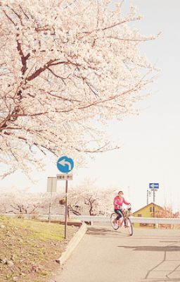 Hokkaido vào mùa hoa nở.