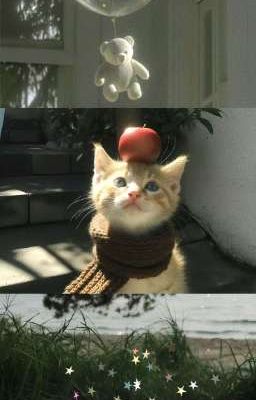 ⋆˙⟡ hơn là bạn |npn x dtd|