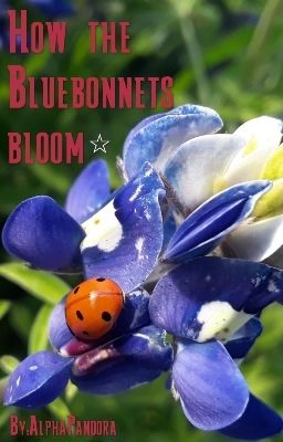 How The Bluebonnets Bloom