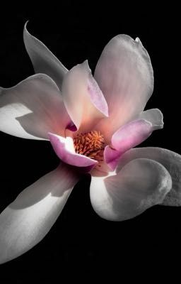 hwh; lsh • dự báo thời tiết nói 