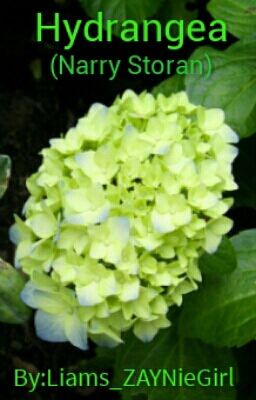 Hydrangea (Narry Storan.) (C.E)