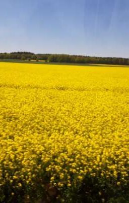 Il ragazzo di campagna